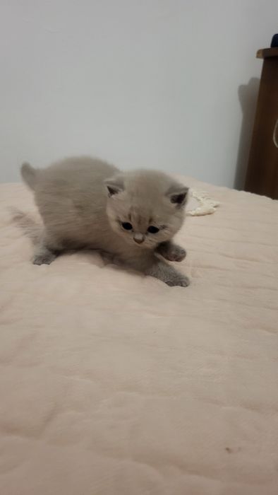 Котятки бриташки