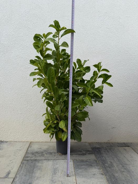 Prunus lauroceras pentru gard viu