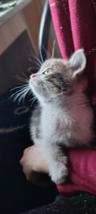 Котенок в поиске дома