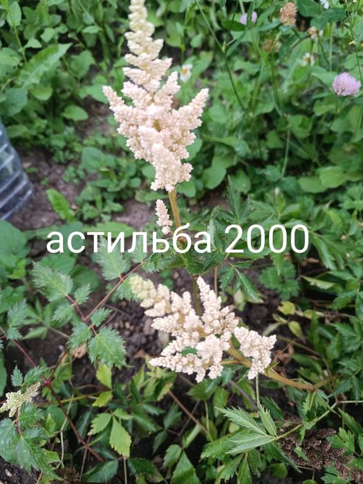 Продам флоксы разный