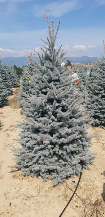 Vând brad argintiu fat albert