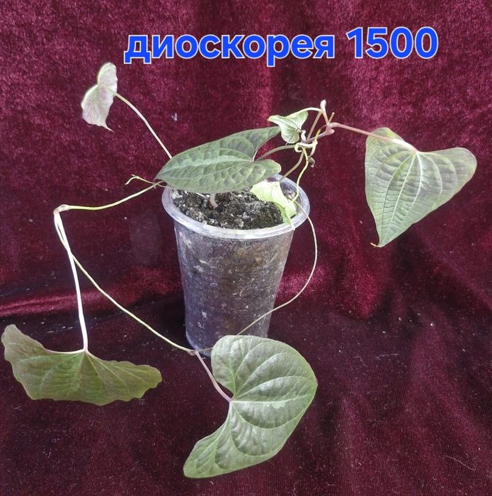 Домашние цветы разные