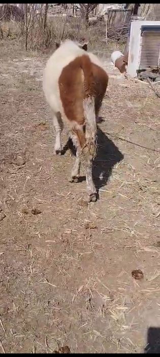 Букалар сатылады