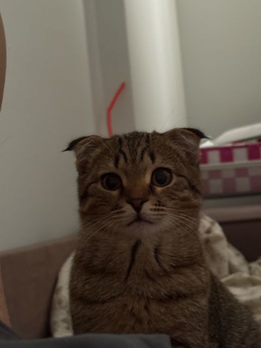 Вязка кота британца