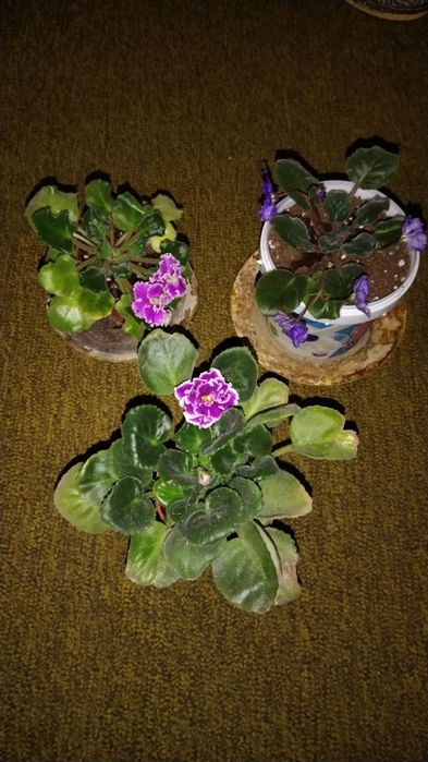 Фиалки цветущие сортовые.