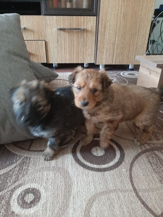 Животные , щенки  больше месяца