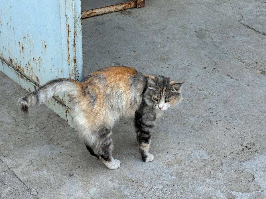 Бесплатно Кошка стерилизованная