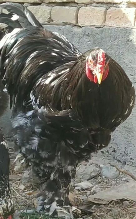 brama tovuq tuxumlari sotiladi