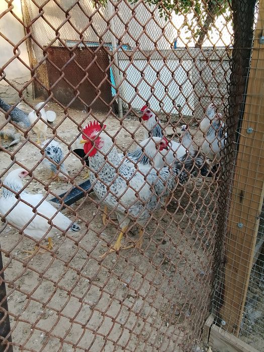 Қоразыздар сатылады