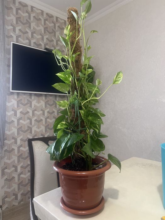 Эпипремнум продам