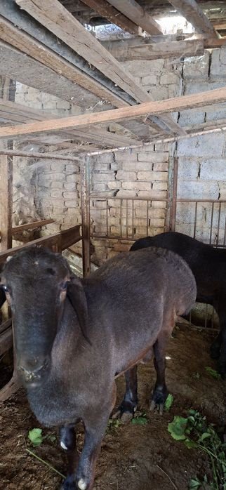 Qo‘y sotiladi  narxi kelishiladi
