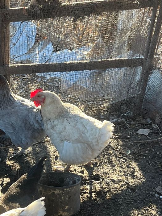 Курицы.         .