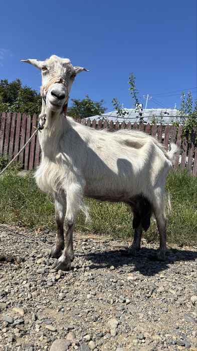 Vand trri capre, din care doua cu lapte