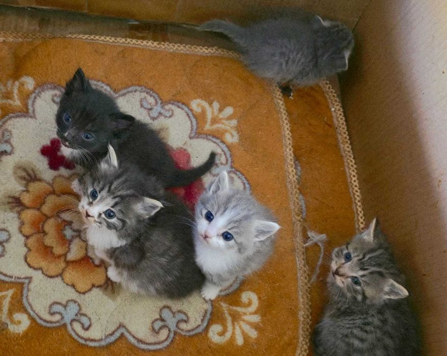 Котяточек в Добрые ручки
