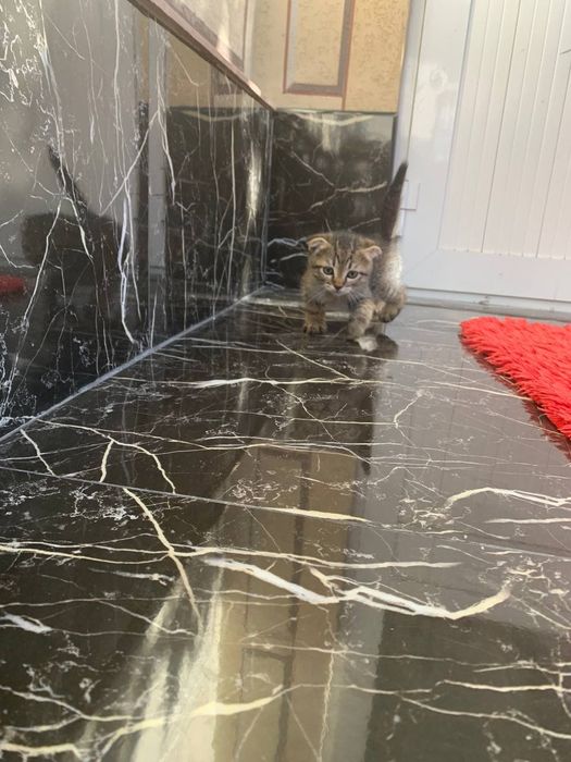 Котята/ mushukchalar/ kittens