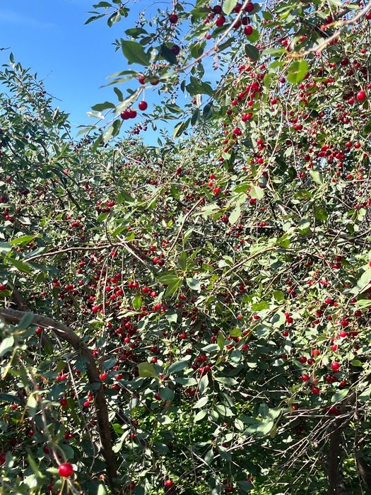 Вишня домашняя ,с дерева