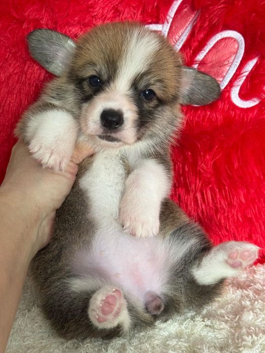 Шикарные малыши вельш корги документы фци