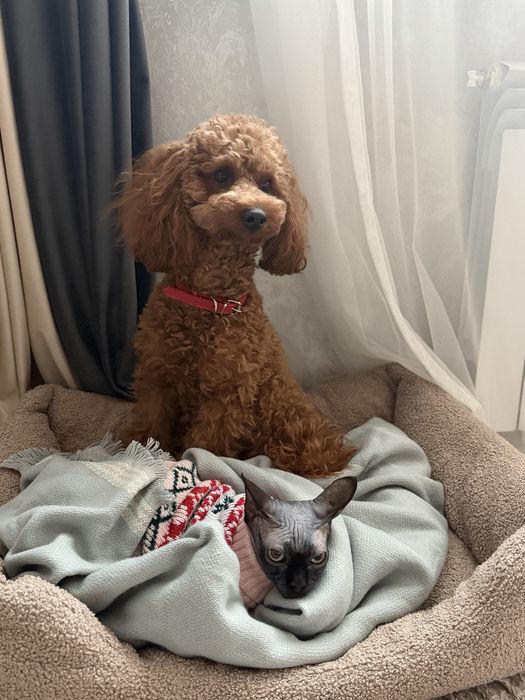 Продам карликового пуделя