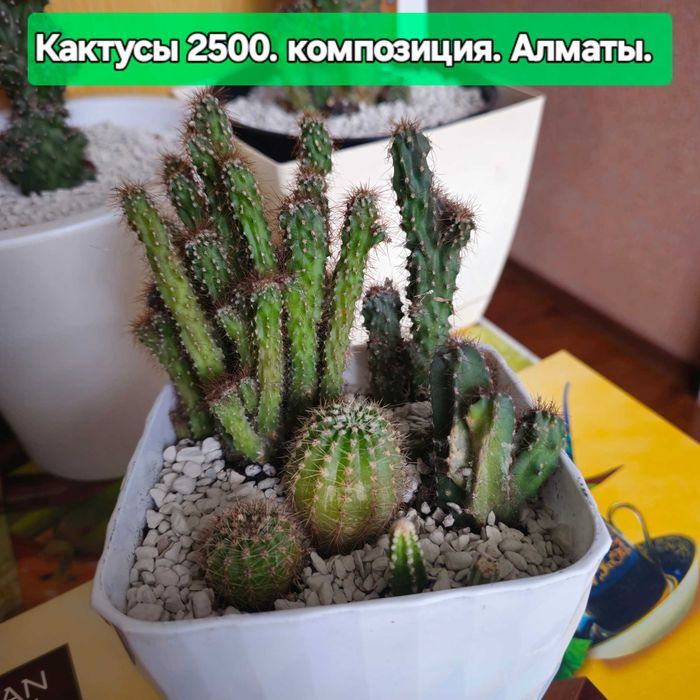 Карликовые антуриумы Бандерола