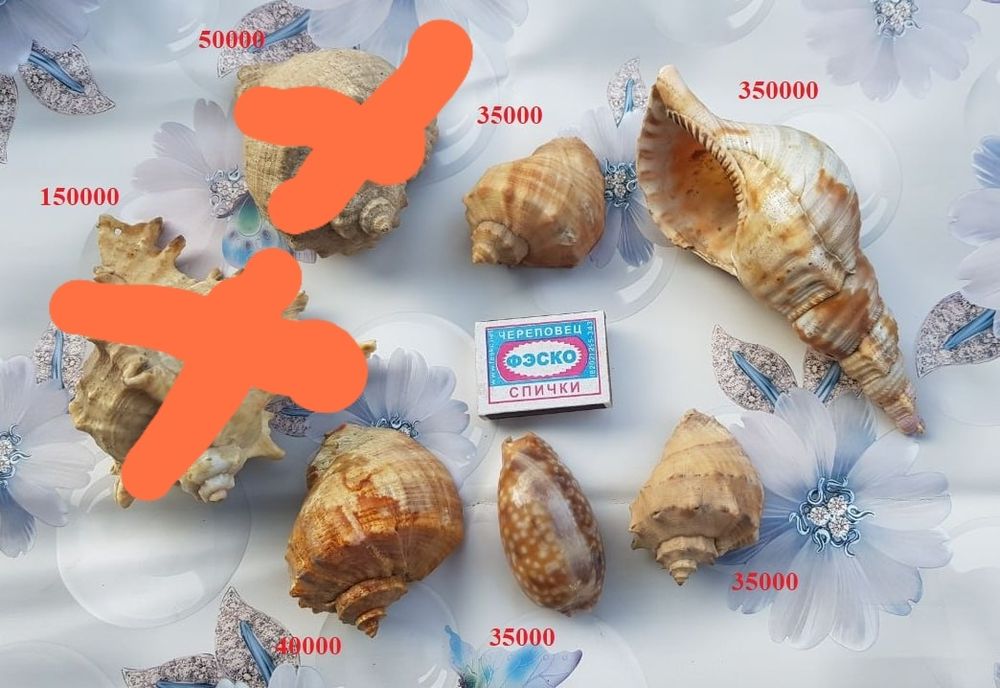 Натуральные морские ракушки