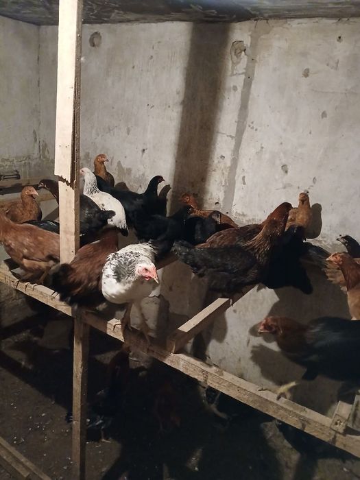 Товуклар сотилади