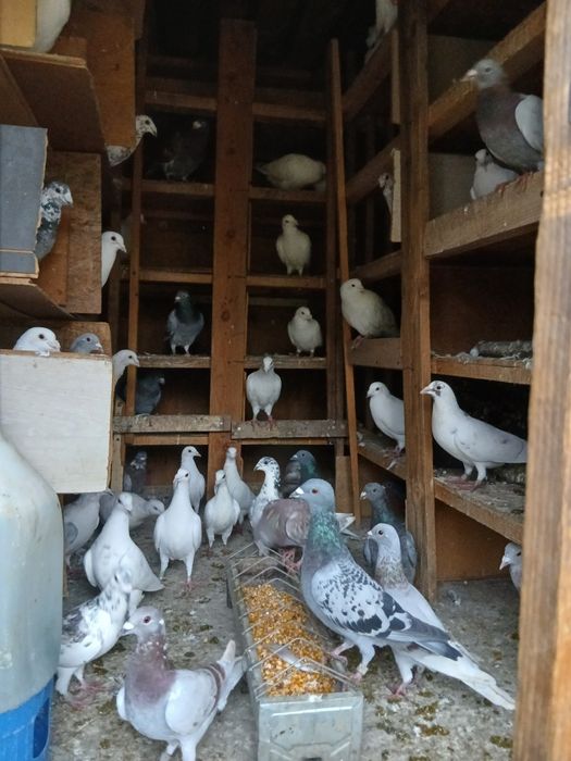 Porumbei de vanzare voiajori,de curse,curcani