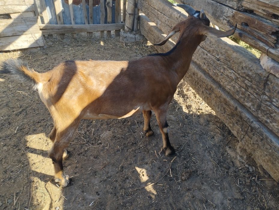 Нуб шыбштар сатылымда