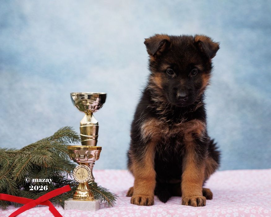Щенки немецкой овчарки