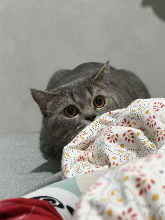 Ищу кошечку для вязки