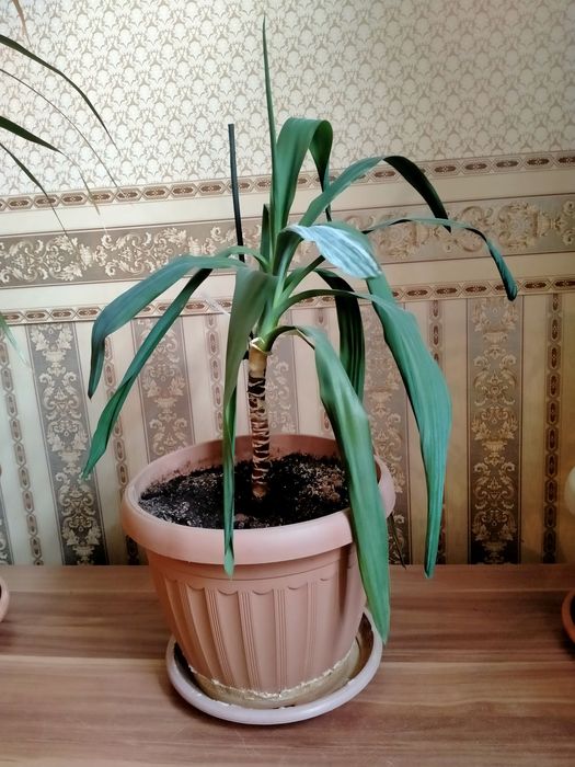 Юкка - комнатное растение