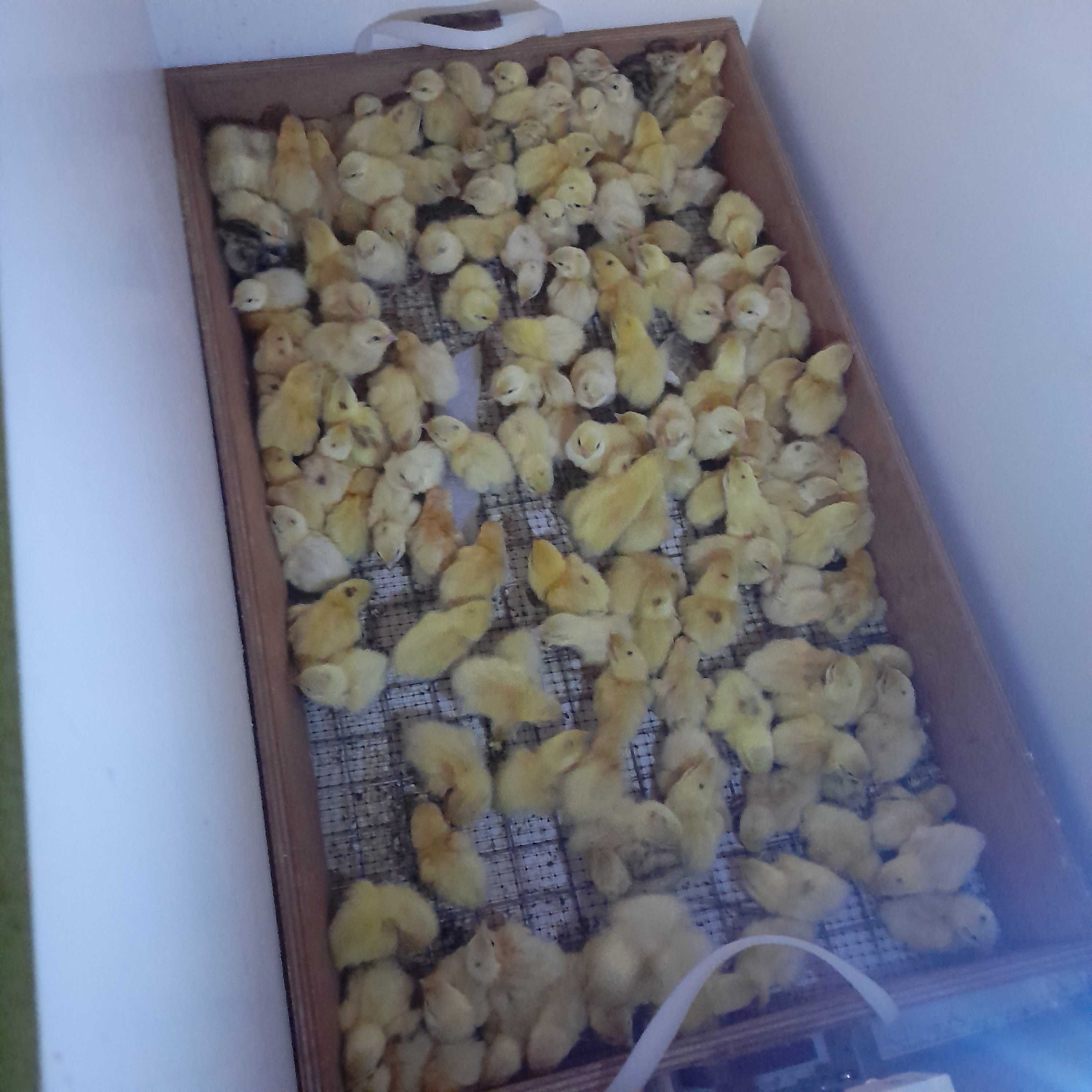 Продам Цыплят Перепелки 150т.: 150 тг. - Куры и петухи Отеген батыра на Olx