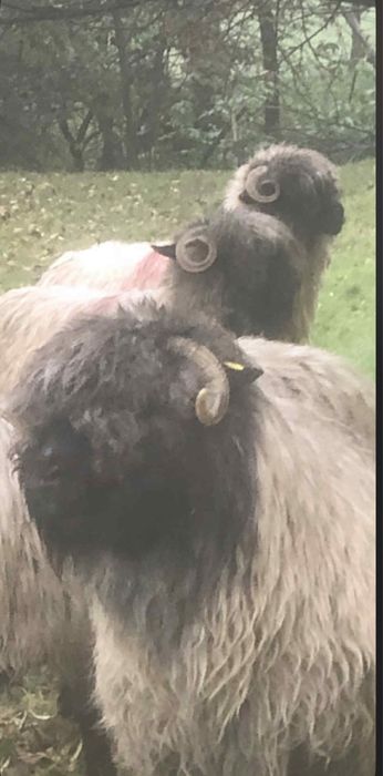 Vand  20 oii  si 4 berbecuti !