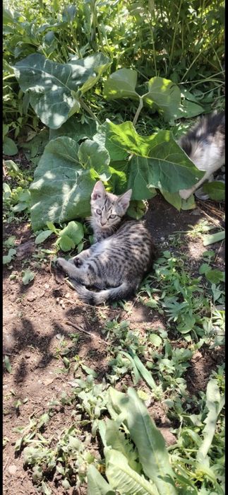 Отдам  котят бесплатно