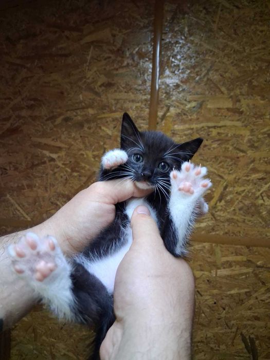 Pui pisica pentru adoptie