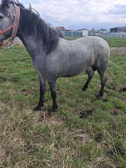 Schimb minz de doi ani cu o minza