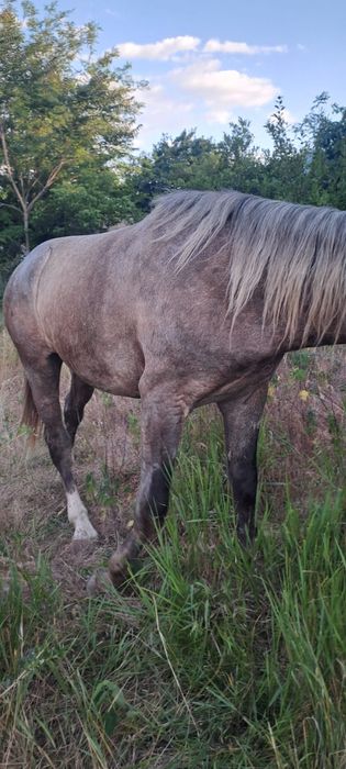 Vând cal  ,detalii la numărul din anunț