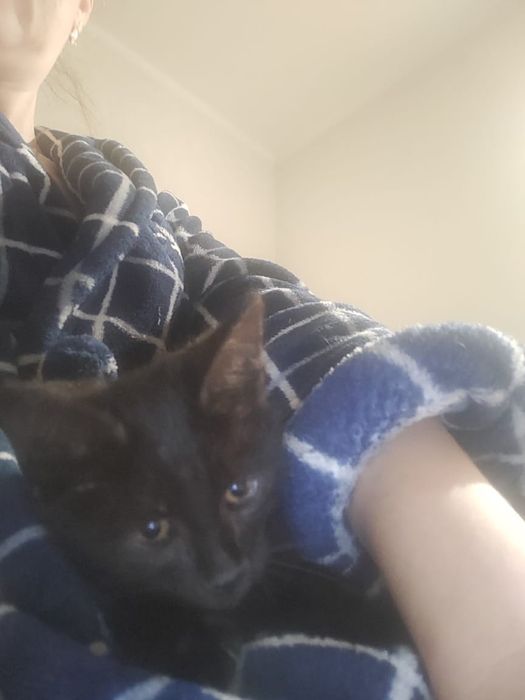 Котенок девочка ищет дом