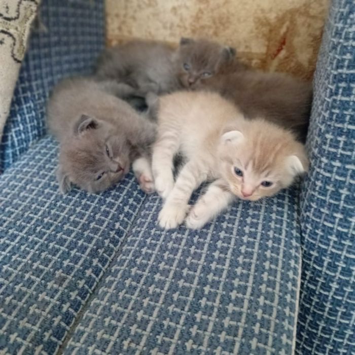 Котята британские