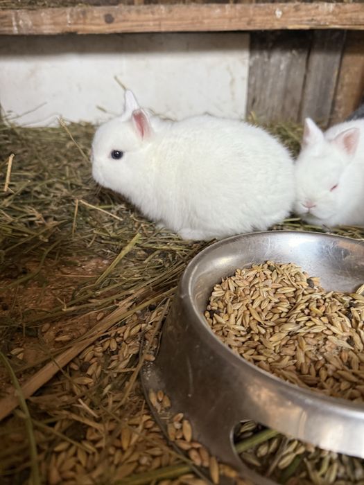 Iepurasi pitic olandez