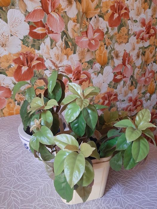 Продам комнатные растения