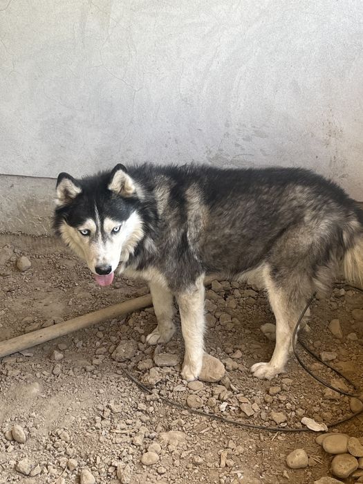 Siberian  Husky