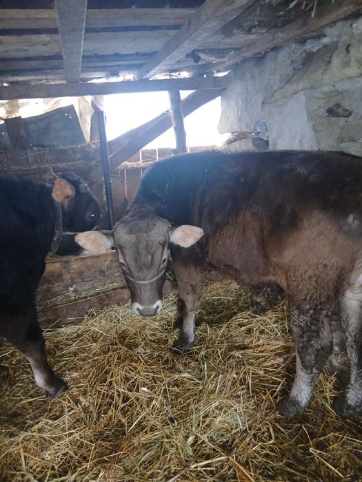 Vand doi vitei si o vitea