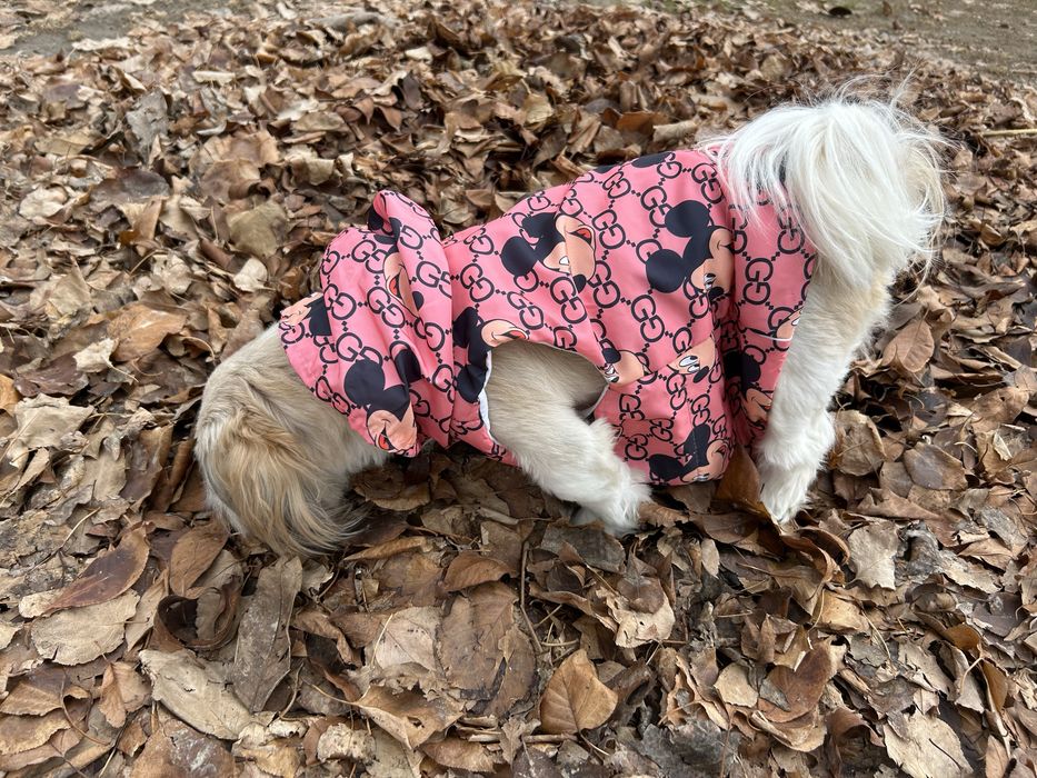 ши-тцу вязка, девочка