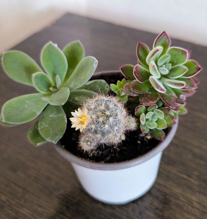 Суккуленты разные недорого продам