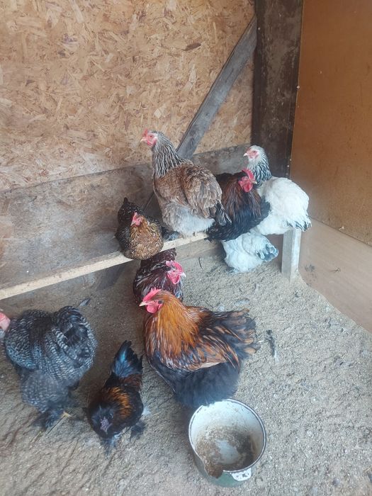 Продается куры и петухи