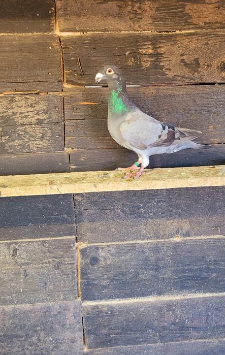 Porumbei diferite rase