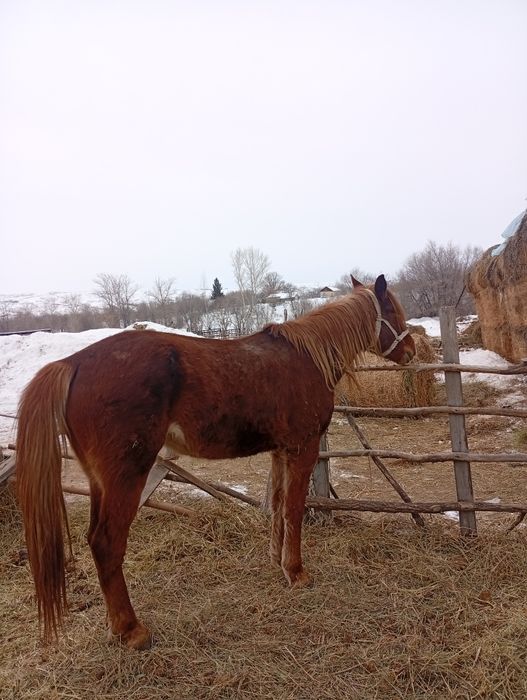 Кобыла 4 года один раз жеребилась.