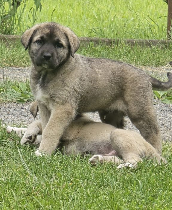 Femelă  kangal disponibila