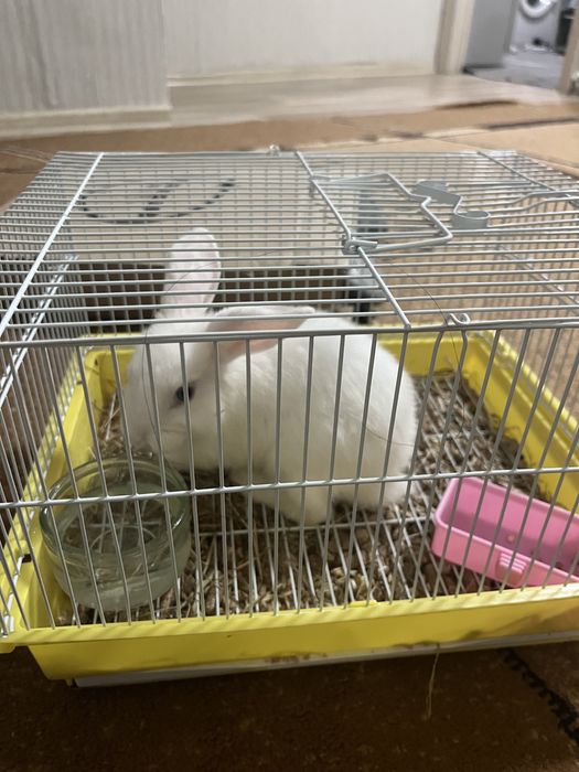 Продается декоративный кролик