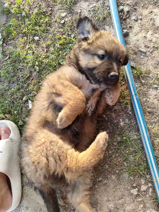 Продам щенка!!! Кабель!